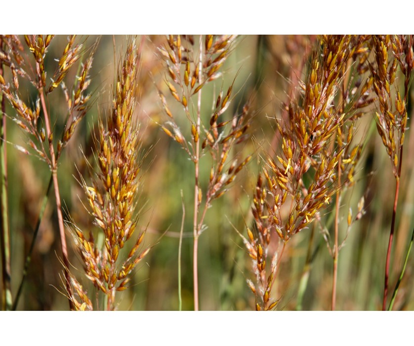 Indian Grass